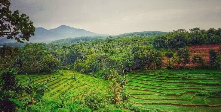 Menelisik Jejak Kiai Pati: Sosok di Balik Identitas Daerah Gunungpati Semarang