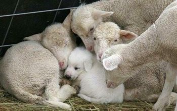 Manifestasi Berkah Melalui Perumpamaan Kambing dan Anjing