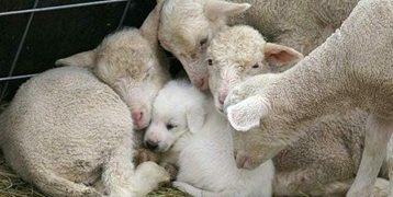 Manifestasi Berkah Melalui Perumpamaan Kambing dan Anjing