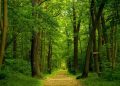 Alas Mentaok: Hutan Belantara yang Melahirkan Kesultanan Mataram