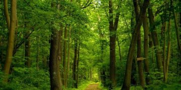 Alas Mentaok: Hutan Belantara yang Melahirkan Kesultanan Mataram