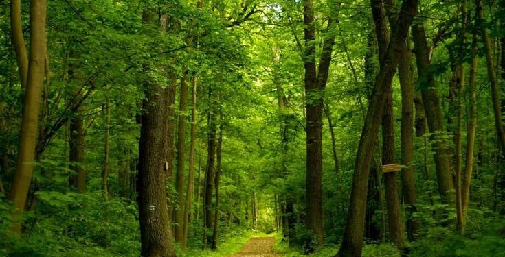 Alas Mentaok: Hutan Belantara yang Melahirkan Kesultanan Mataram